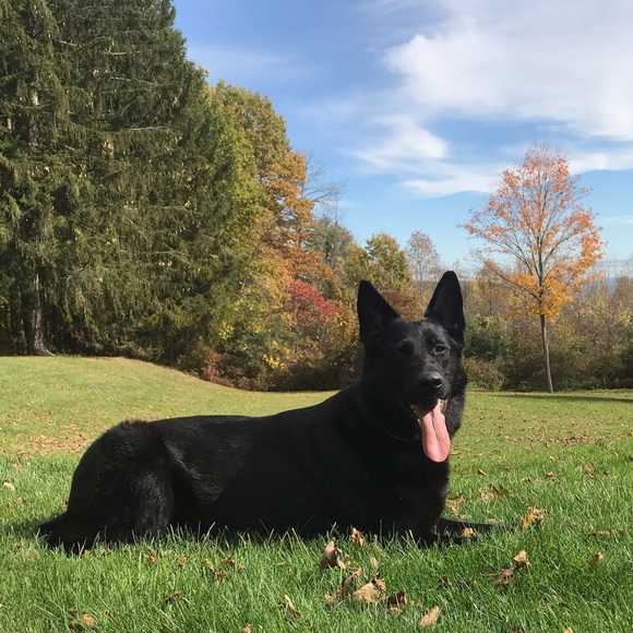 Meet Your Posher, Olivia - Picture 1 of 1